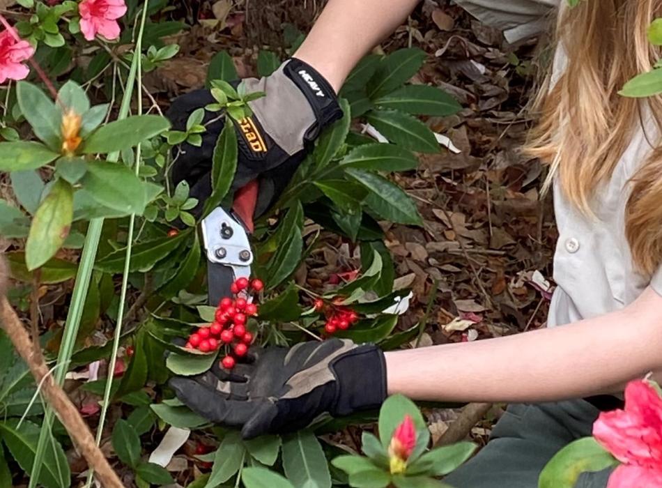 Ranger removing Coral Ardisia